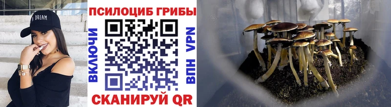 Галлюциногенные грибы Psilocybe Куртамыш